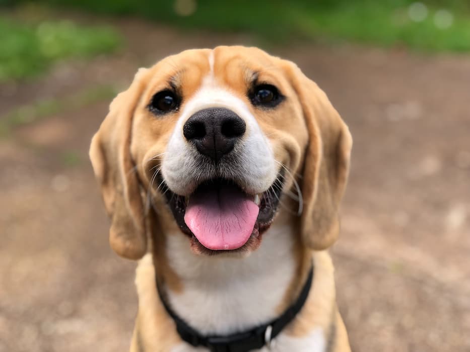 Cachorrinho