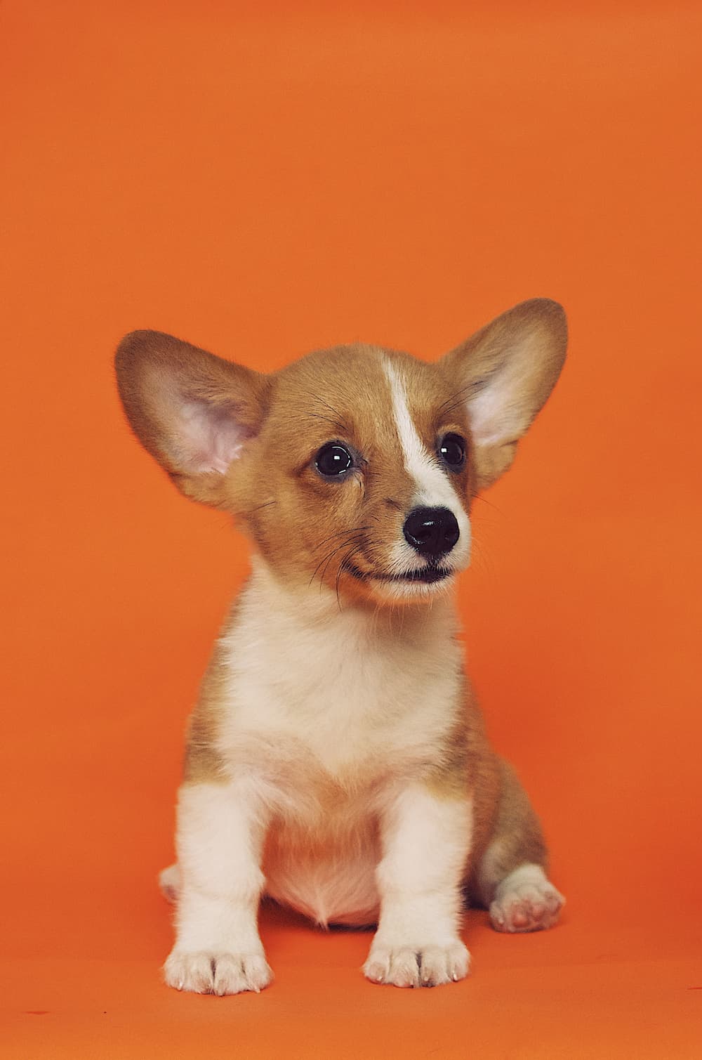 Cachorrinho