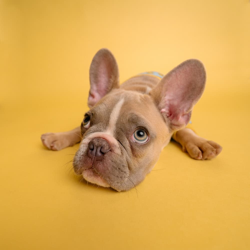 Cachorrinho
