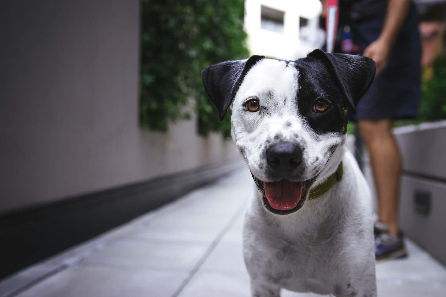Cachorrinho
